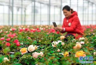 河北肥鄉(xiāng) 花卉苗木產(chǎn)業(yè)助力鄉(xiāng)村振興