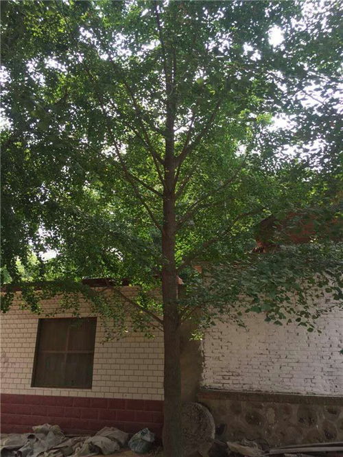 德正苗木基地 優(yōu)質(zhì)18公分銀杏樹(shù)的種植與經(jīng)營(yíng)之道