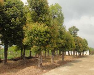 宿州市徽之風(fēng)苗木種植有限責(zé)任公司 專業(yè)樹(shù)木種植與經(jīng)營(yíng)管理