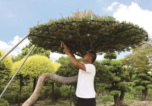 退伍軍人錢(qián)星星 褪下戎裝種新綠，帶動(dòng)農(nóng)戶共致富