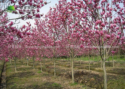 辛夷的選購(gòu)渠道與農(nóng)副產(chǎn)品銷(xiāo)售指南