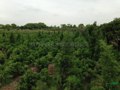 龍柏新價(jià)格與市場(chǎng)報(bào)價(jià)趨勢(shì)解析