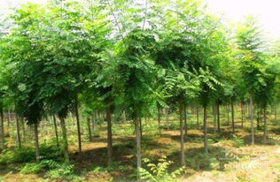 大欒樹的養(yǎng)護(hù)管理及市場(chǎng)價(jià)格介紹