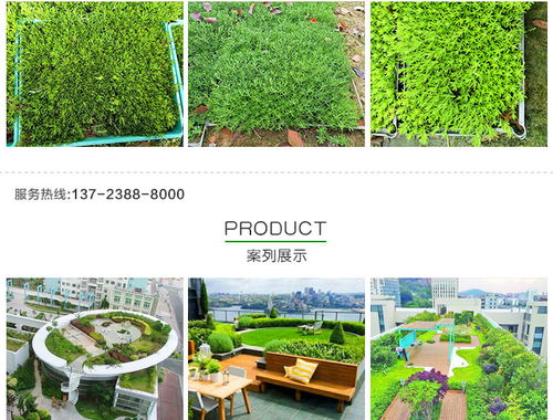 黃金佛甲草的市場(chǎng)價(jià)格、種植與應(yīng)用——以創(chuàng)晟環(huán)保為例