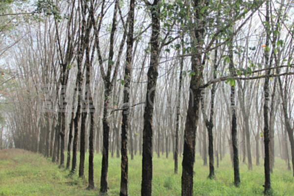 橡膠工廠與樹木種植經(jīng)營的共生模式 從林場(chǎng)到車間的可持續(xù)循環(huán)