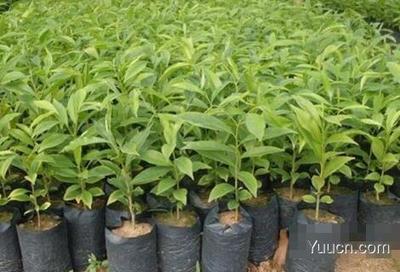 沉香樹種植與沉香木市場(chǎng)價(jià)值探析及農(nóng)副產(chǎn)品銷售策略