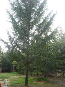 綠色生機的源泉 探訪招遠市興義苗木種植專業(yè)合作社