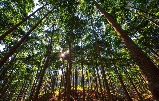 種樹容易砍樹難？——剖析林木采伐許可證辦理的挑戰(zhàn)與平衡