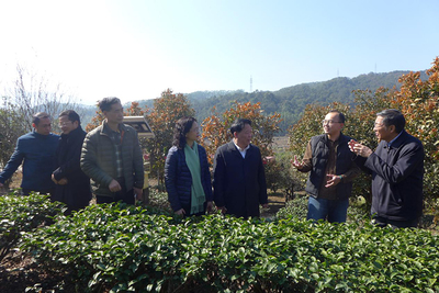 福建省臺聯(lián)赴漳州調研兩岸融合發(fā)展工作，聚焦農(nóng)副產(chǎn)品銷售新路徑