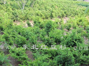 東北紅豆杉保定培育基地 優(yōu)質苗木種植與經(jīng)營新標桿