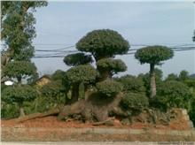 長沙長瀏苗木園藝 精品綠化苗木供應與種植經(jīng)營服務