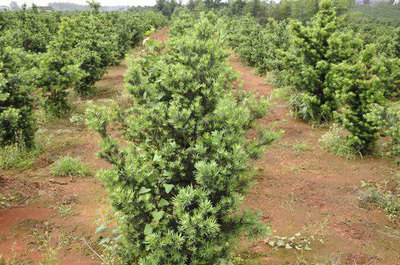 鹽堿地綠化苗木栽植與經(jīng)營關鍵技術要點