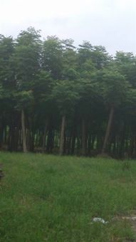 深耕三湘沃土，鑄就綠色品牌——金玉苗木基地產(chǎn)品與服務全覽