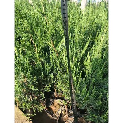 龍柏與龍爪柏 園林綠化的熱門選擇與市場行情分析